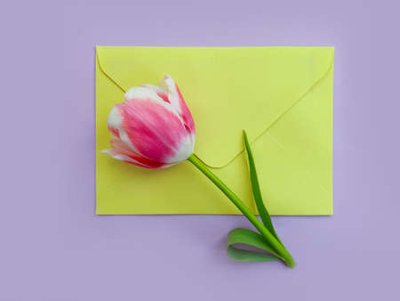 envelope of flowers tulip on a colored background