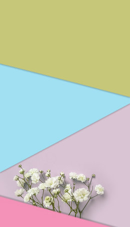 Gypsophila flower on colored backgroundの写真素材