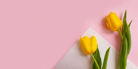 tulip flower on a colored background trend