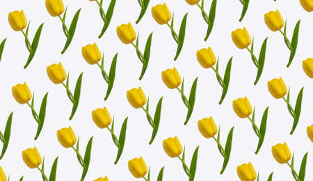 yellow tulip flower on white backgroundの写真素材