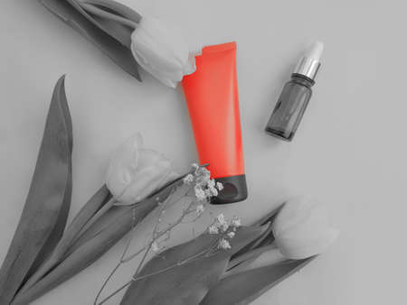 cream cosmetic flower tulip on a colored backgroundの写真素材