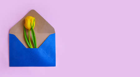 envelope, flower tulip on a colored background
