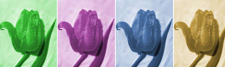 flower tulip cream cosmetic backgroundの写真素材