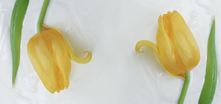 flower tulip cream cosmetic backgroundの写真素材