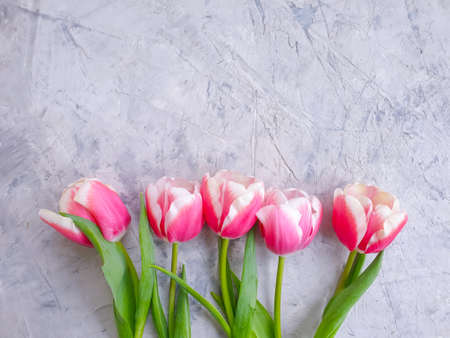 tulip flower on concrete backgroundの写真素材
