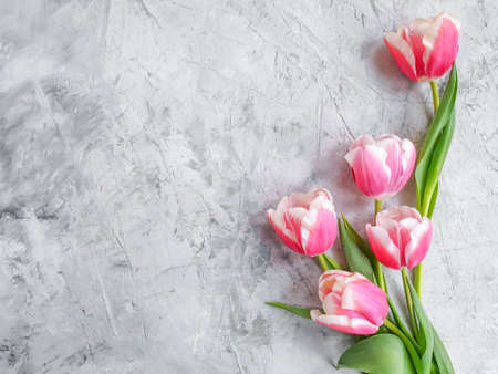 tulip flower on concrete backgroundの写真素材