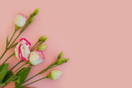 beautiful flower on colored background spring summerの写真素材