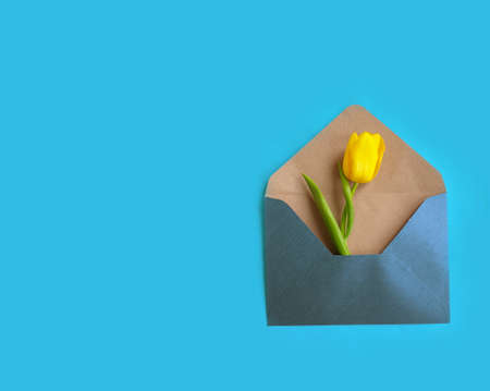 envelope, flower tulip on a colored backgroundの写真素材