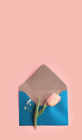 envelope, flower tulip on a colored backgroundの写真素材