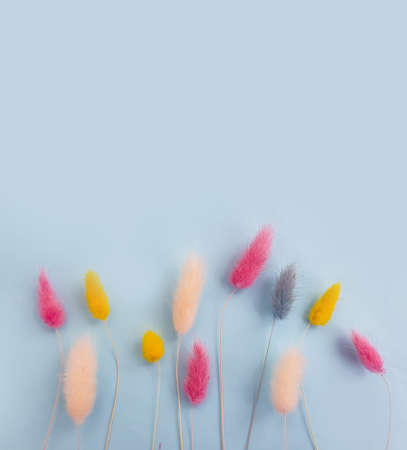 flower lagurus fluffy on colored background frameの写真素材
