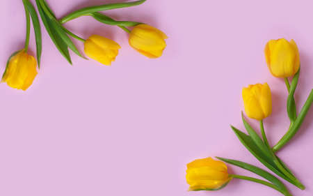 tulip flower on a colored background marchの写真素材