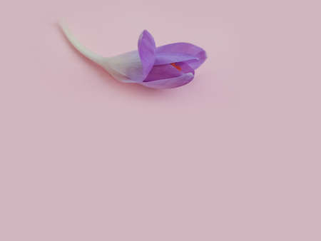flower crocus on a colored background frameの写真素材