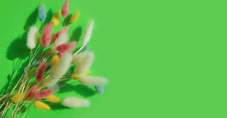 flower lagurus fluffy on colored background frame