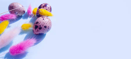 flower lagurus, quail egg on a colored background