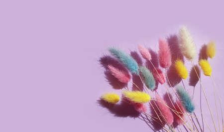 flower lagurus fluffy on colored background frame