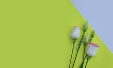 beautiful flower on colored background spring bouquetの写真素材