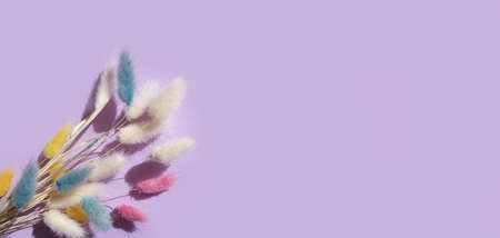 flower lagurus fluffy on colored background frameの写真素材