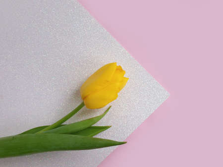 tulip flower on colored background frameの写真素材
