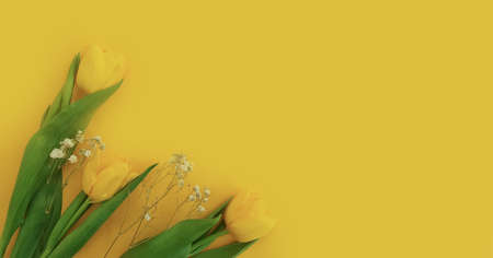 tulip flower on a colored background trend