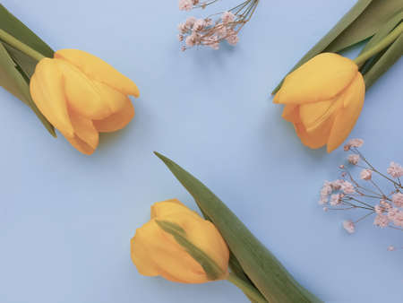 tulip flower on a colored background trend