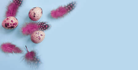 quail egg, feather on colored background
