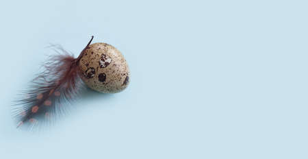 quail egg, feather on colored backgroundの写真素材