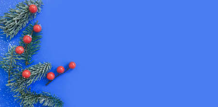 branch of a Christmas tree, berry on a colored backgroundの写真素材