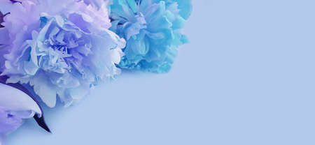 beautiful peony flower on colored backgroundの写真素材