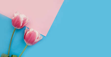 tulip flower on colored background frame bouquetの写真素材