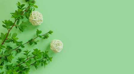 green leaves branch on a colored background frameの写真素材