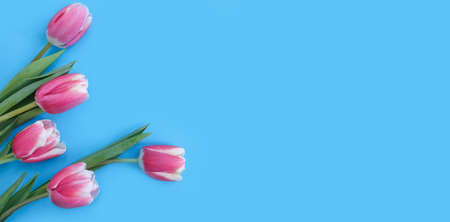 tulip flower on colored background blossom springの写真素材
