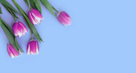 tulip flower on colored background blossom spring