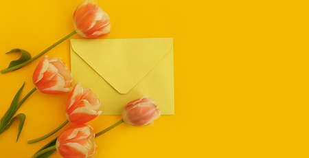 envelope, flower tulip on a colored backgroundの写真素材