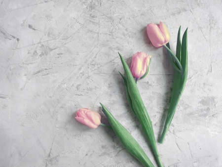 tulip flower on concrete background frameの写真素材