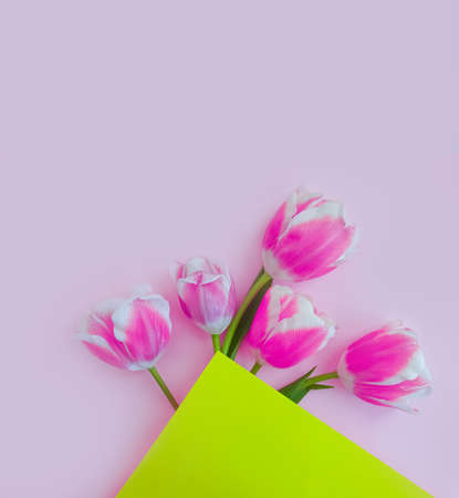 tulip flower on colored background blossom springの写真素材