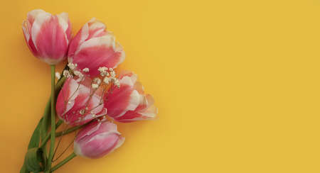 tulip flower on colored background blossom