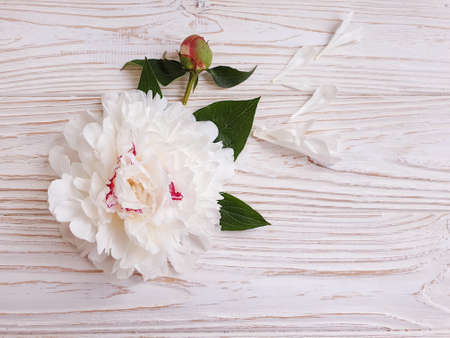 peony flower on wooden background frame