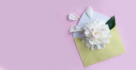 envelope flower peony on a colored backgroundの写真素材