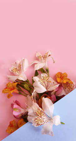 beautiful bouquet of alstroemeria on color background frame