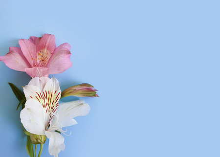 beautiful bouquet of alstroemeria on color background frame
