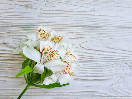 alstroemeria flower on wooden backgroundの写真素材