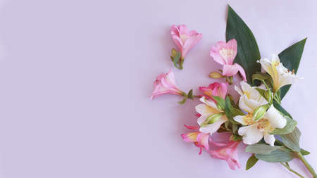alstroemeria flower on colored background frame, romance