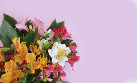 alstroemeria flower on colored background