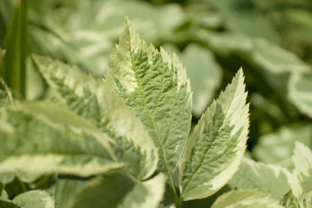 fresh green leaves spring background