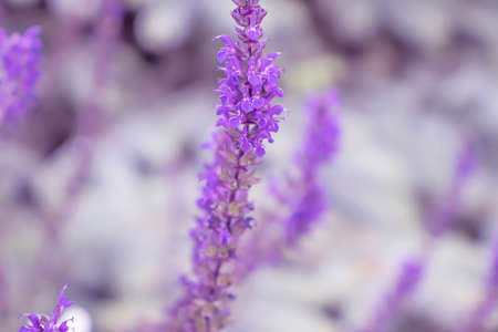 beautiful lavender flower close-up backgroundの写真素材