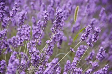 beautiful lavender flower close-up background