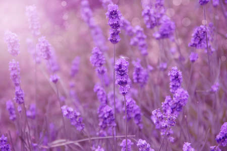 beautiful lavender flower close-up backgroundの写真素材