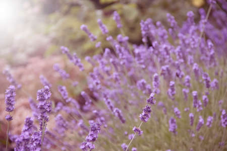 beautiful lavender flower close-up backgroundの写真素材