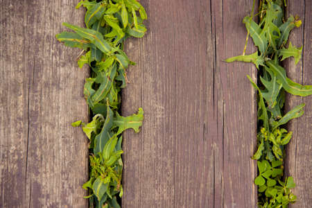 old wood background, grass natureの写真素材