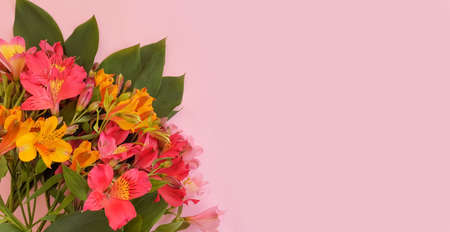 alstroemeria flower on a colored background banner